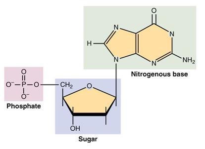 DNA Discovered in 1869 Basic unit (nucleotide): - sugar - phosphate group -