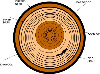 Reading a Tree s Rings The outer bark is the protective outer layer of the trunk The inner bark is the layer of the trunk through which the tree's food flows - it is located between the outer bark