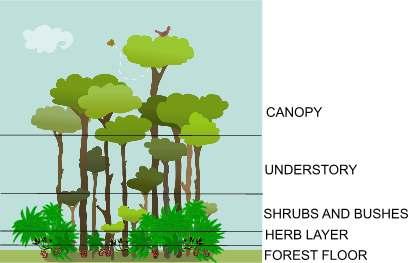 The Layers of a Forest Use the information in the diagram below to draw and label your own forest layer picture at the bottom of the page.