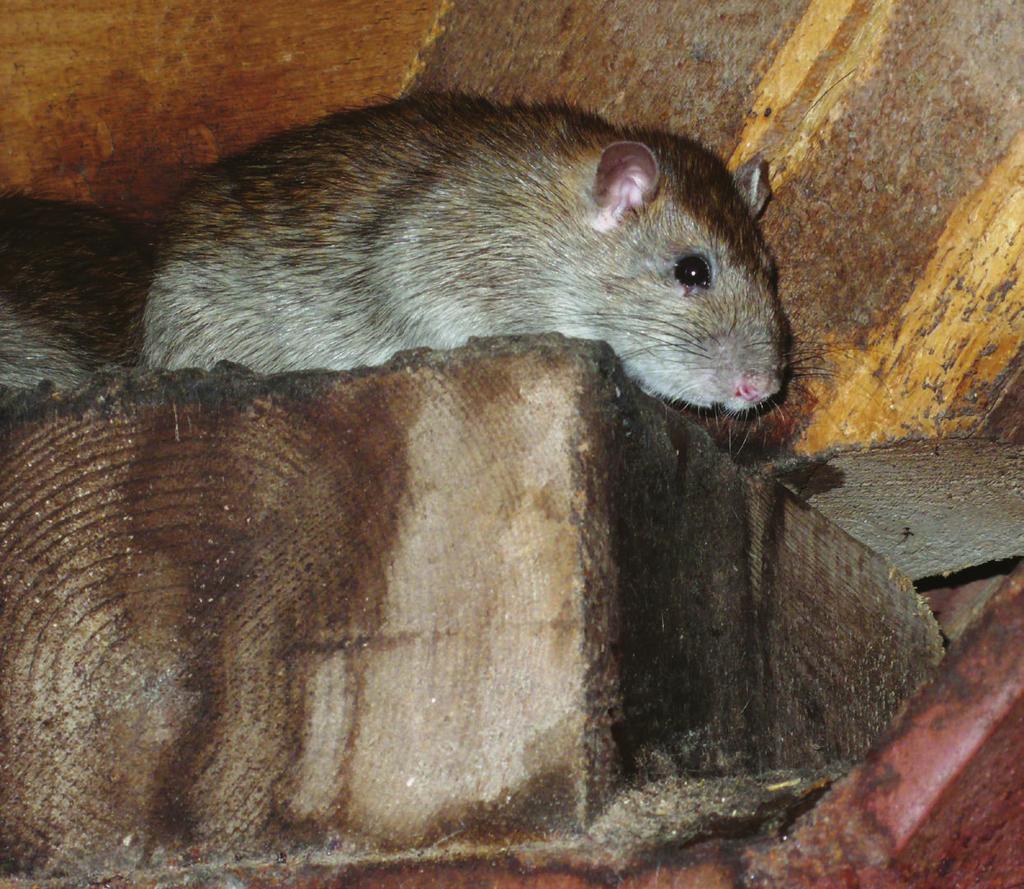 particularly in the food industry, with possible product contamination with rodenticides, means that the option for the use of physical control should be considered in any integrated programme.