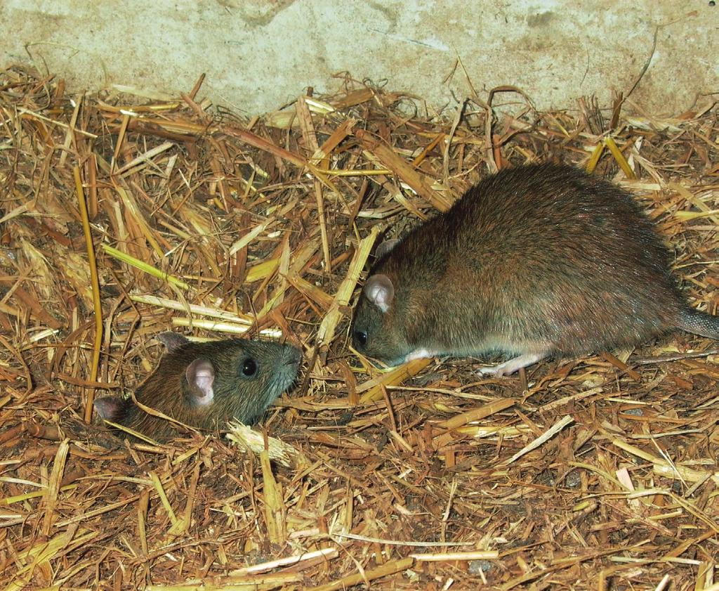 8. Alternatives to anticoagulants: chemicals and other control techniques Some species, such as the Norway rat, are very suspicious of new objects, such as traps, and are very reluctant to enter them.