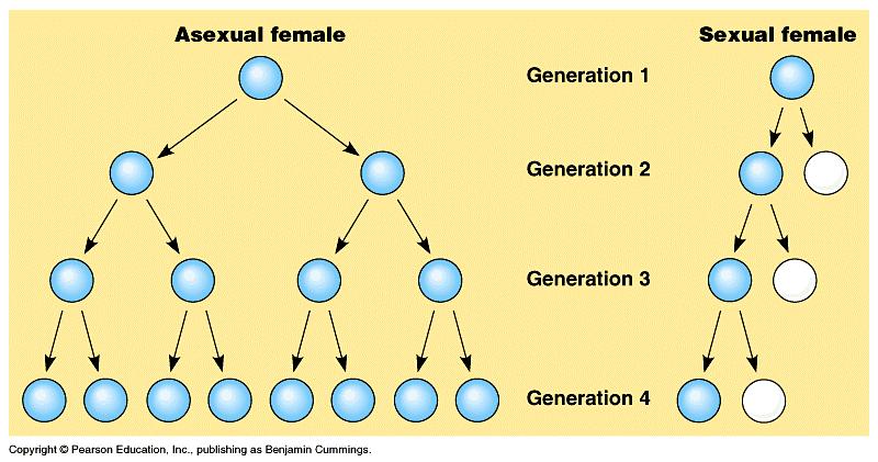 The two-fold disadvantage of sex Sex is an evolutionary enigma Textbook explanation for the advantage of
