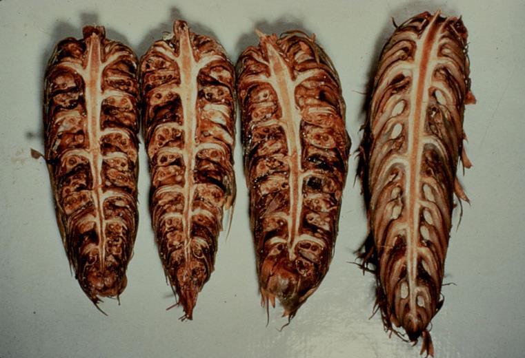 DOUGLAS-FIR CONE GALL MIDGE Contarinia oregonensis Host: Douglas-fir Larvae form galls that fuse seeds to scales.