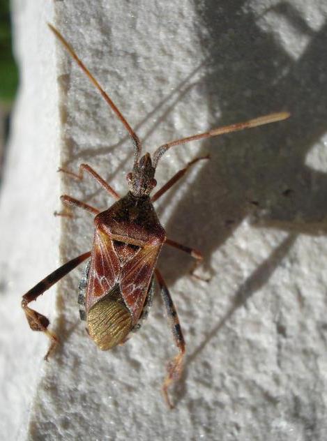 WESTERN CONIFER SEED BUG Leptoglossus occidentalis Hosts: Wide host range includes Douglas-fir, pines, various other conifers Causes substatial losses in seed orchards.