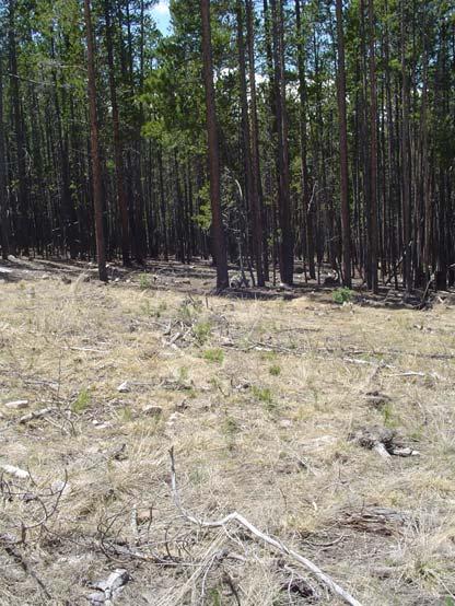 TOWN OF BRECKENRIDGE OPEN SPACE PARCELS, MPB HAZARD REPORT BACKGROUND Mountain pine beetle (Dendroctonus ponderosae) ( MPB ) infestation and mortality of lodgepole pine (Pinus contorta) trees is a