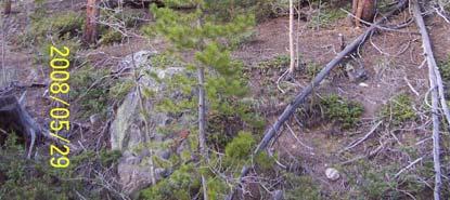 Spruce at bottom of parcel (western side), steep and rocky.