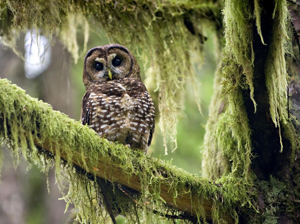 Northern Spotted Owl The spotted owl feeds on flying squirrels, wood rats, mice, small birds, bats, and insects.