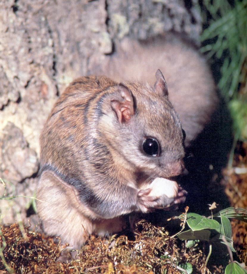 Flying Squirrel Eating a Truffle Truffles are the below ground spore producing fruiting bodies of
