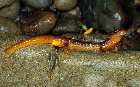 Salamanders Olympic Torrent Salamander Salamanders are carnivores.