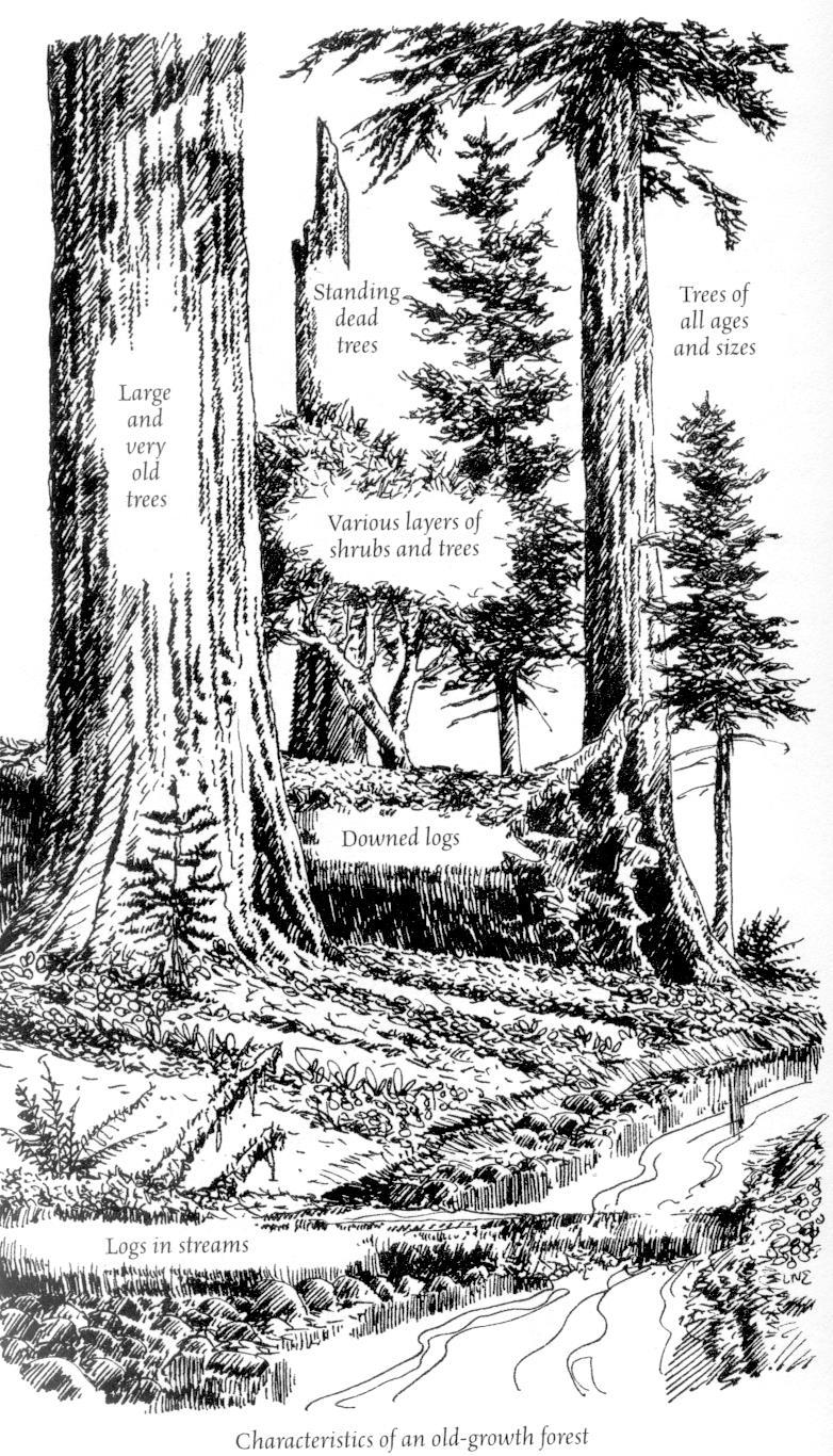Characteristics of Old Growth Forests Large and very old trees Tress of different ages and sizes (A