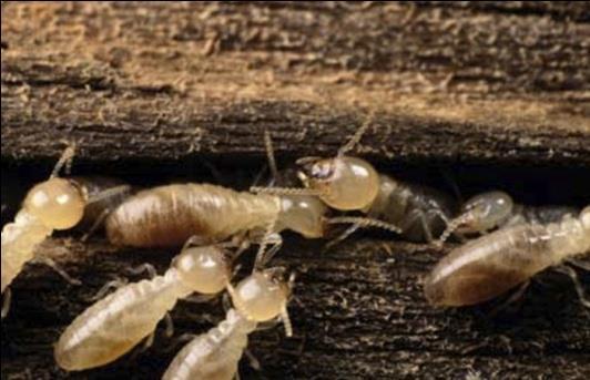 However, termites do not produce the enzyme cellulase which is
