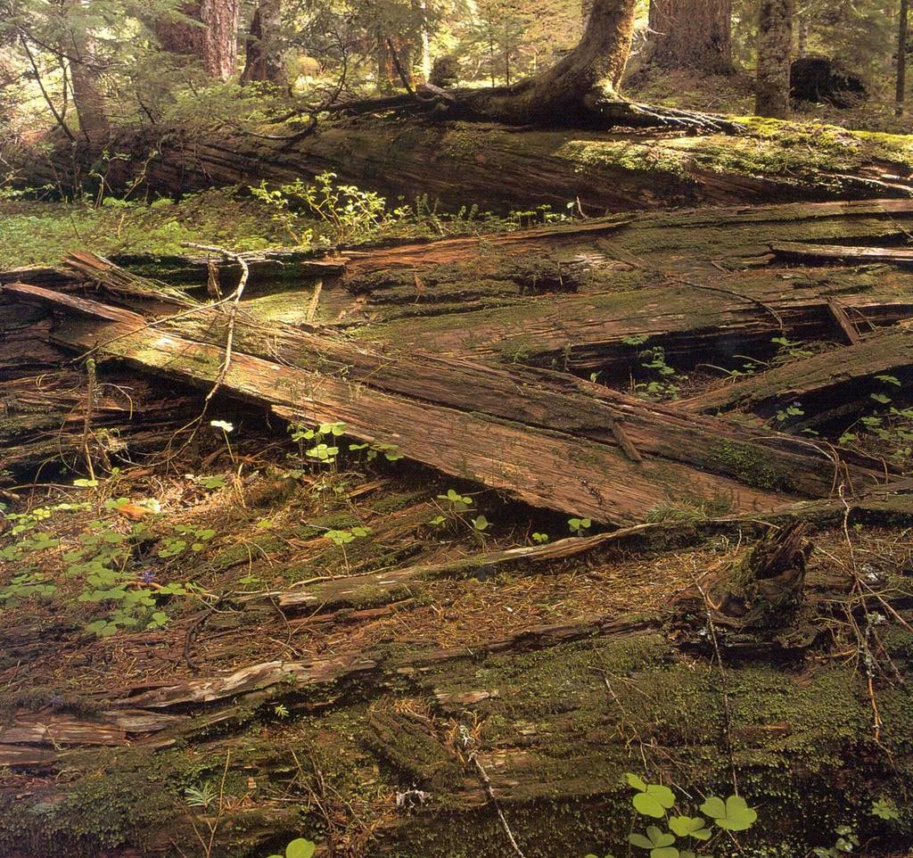 Downed Logs Downed logs are a reservoir of water during drought.