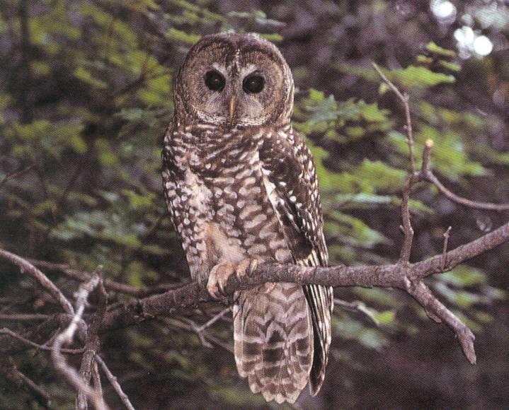 Northern Spotted Owl The spotted owl feeds on flying squirrels, wood rats, and small mammals such as voles and mice.