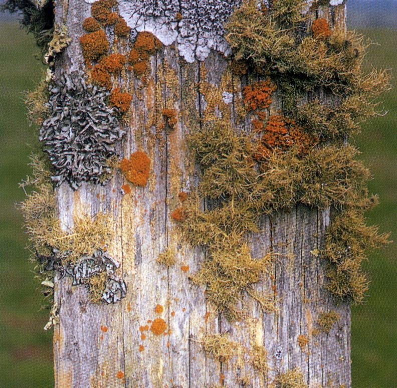 Wood Dwelling Lichens A lichen is not a single organism. It is a combination of a fungus and an organism capable of photosynthesis.