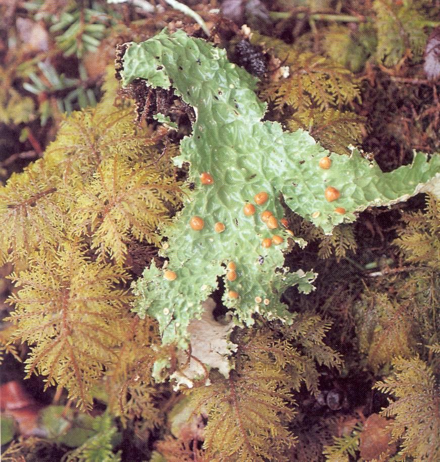 The Cabbage Leaf Lichen: Lobaria An epiphyte (it lives on other plants) It has nitrogen fixing cyanobacteria sandwiched between layers