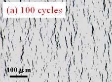 The cross section microstructures of vacuum hardened and hard chromium plated specimens