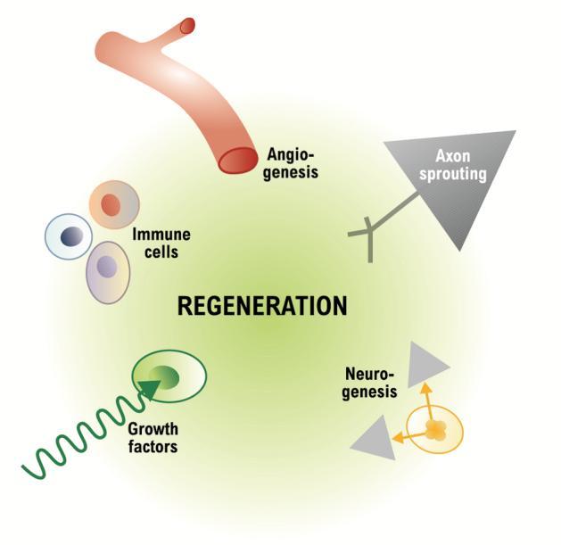 Regeneration and Repair after stroke Molecular and cellular regulation of stroke-induced neurogenesis from endogenous neural stem/progenitor cells.