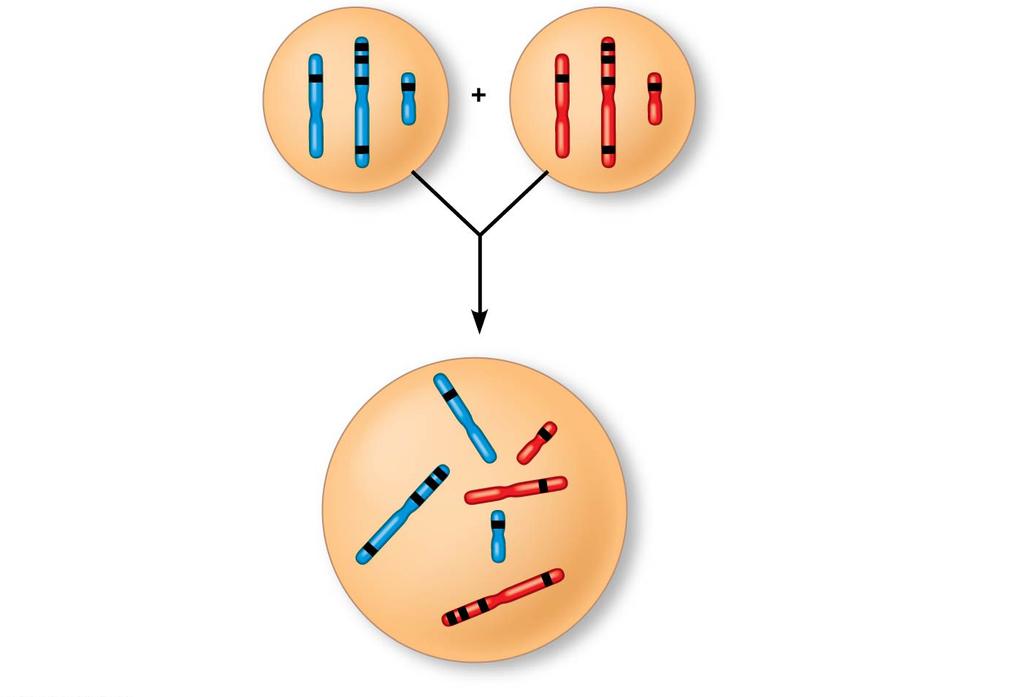 Figure 15.UN04 Sperm P generation gametes D C B A F E d c b a f e Egg This F 1 cell has 2n = 6 chromosomes and is heterozygous for all six genes shown (AaBbCcDdEeFf ). Red = maternal; blue = paternal.