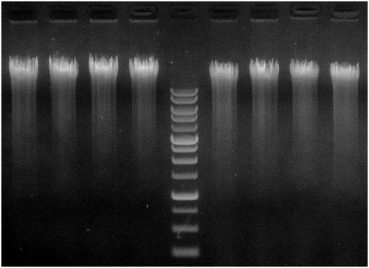 Page 9 Presto TM 96 Well DNA Bacteria Advanced Kit Test Data Sample ng/ul 260/280 260/230 Yield 1 143.4 1.80 2.02 11.5 2 153.8 1.81 1.90 12.3 3 155.2 1.82 1.97 12.4 4 151.2 1.82 1.96 12.1 5 101.4 1.82 1.99 8.