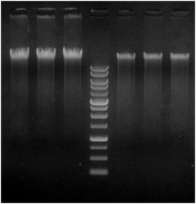 Page 9 Presto TM 96 Well gdna Bacteria Kit Test Data 1 2 3 M 4 5 6 Troubleshooting Low Yield Incorrect Sample Lysis When extracting genomic DNA from Gram (+) positive bacteria, prepare and use
