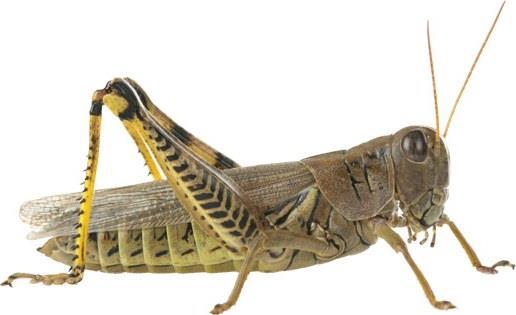 Grasshoppers Can be a problem in new winter canola