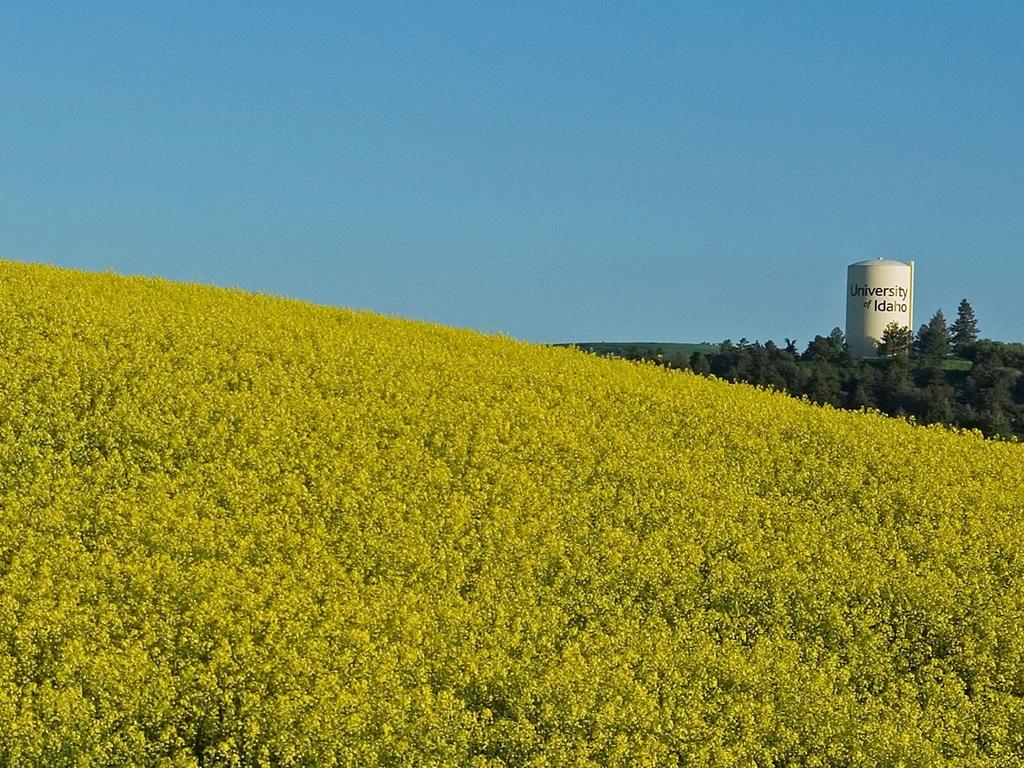 Winter Canola, spring Weed