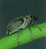 Cabbage Seedpod Weevil Primarily a winter canola