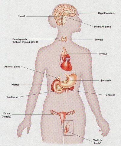 ENDOCRINE DISRUPTORS Cancer, behavior alterations or reproductive
