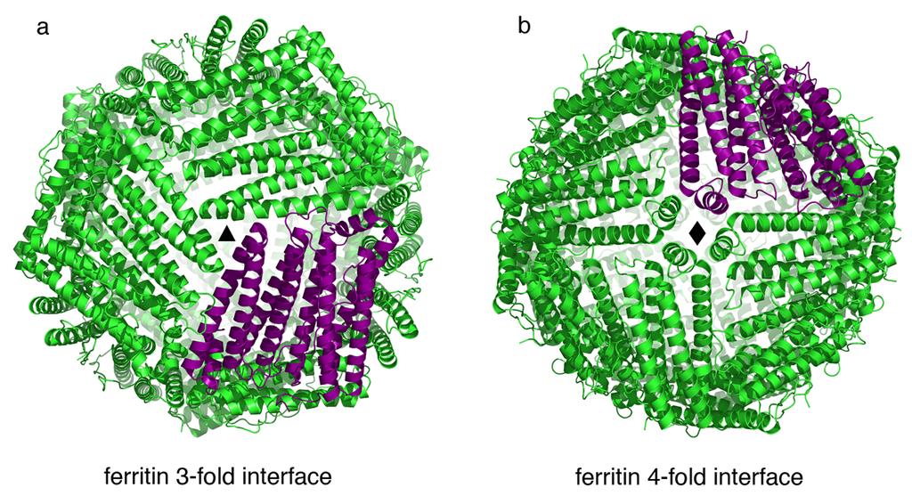 Supplementary Figure 5. Alternate views of the ferritin cage. a) View down the C3 symmetry axis.