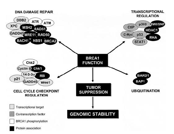 involved in DN repair pathways RC: DN Repair Would this be a tumor suppressor or an oncogene?