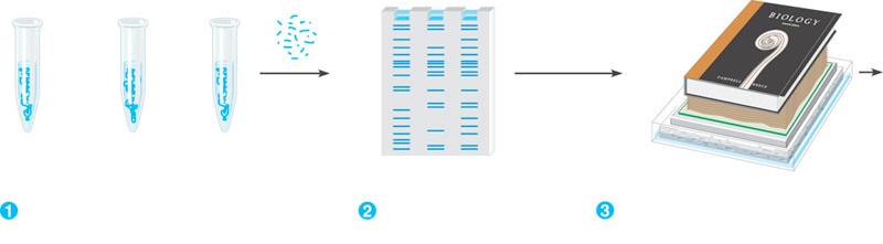 I Normal β-globin DN + restriction enzyme II Sickle-cell III Heterozygote Restriction fragments I II III Sponge lkaline solution Preparation of Gel restriction electrophoresis fragments