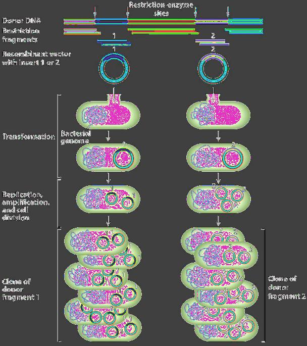 Transform the recombinant plasmid