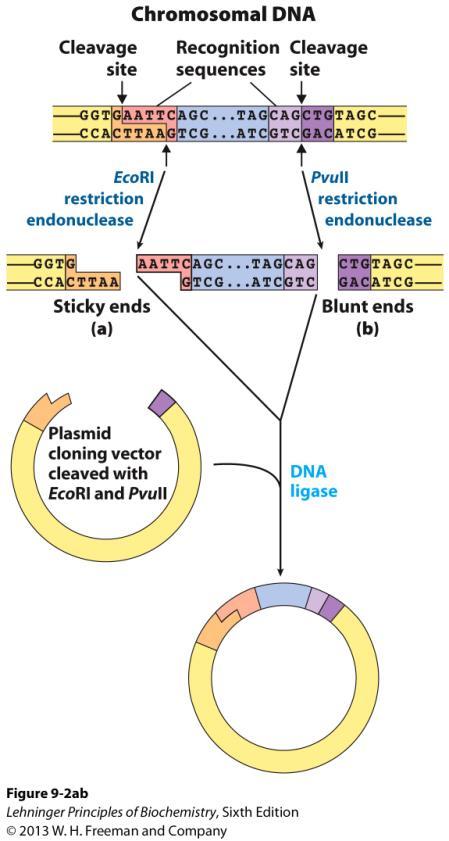 Cleavage of DNA molecules by restriction endonucleases.