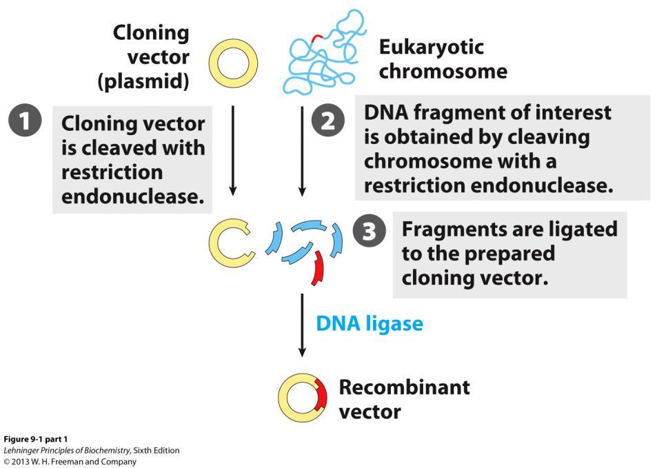 Enzyme that covalently joins two DNA fragments Normally function in DNA