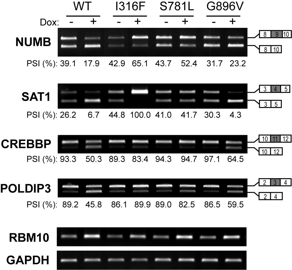 Supplementary Figure S8. Splicing changes of four RBM10 target genes induced by overexpression (OE) of RBM10 wild type (WT) or one of three missense mutants (MUTs) in tet-on A549 cells.