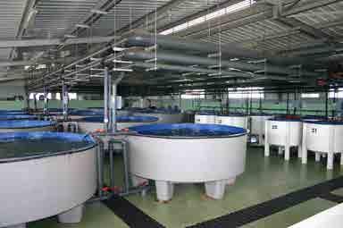 Installation of hatchery heating systems using individual titanium electric resistors or coils with boiler water.