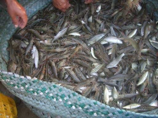 Project Planning Fish species Fish applies to finfish crustacean ornamentals - others One species (monoculture) or polyculture? regard to: Management such as feed requirement Environmental issues (e.