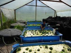 Greenhouses & purposes For small-scale aquaponic