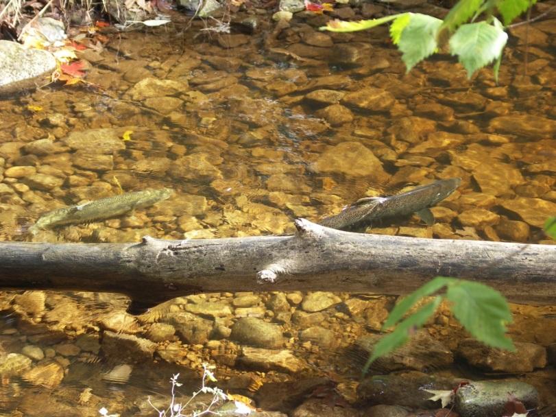 Thus, in low flow situations there may not be enough water depth for fish movement and migration, and in higher flows there may be faster velocities and nowhere to rest.