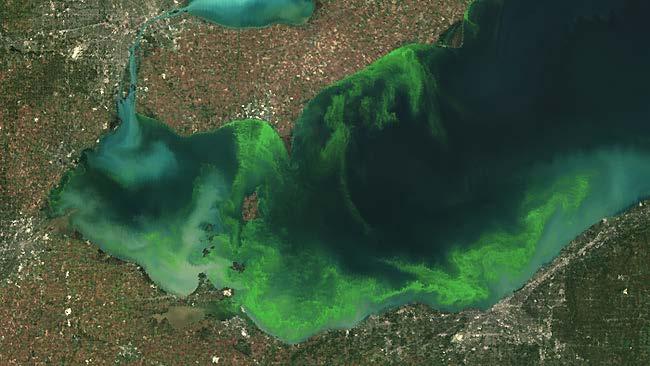 Satellite Image of Blue-Green Algal