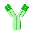 Standards and samples are added to the wells, and any CEACAM6 / CD66c present binds to the immobilized antibody.