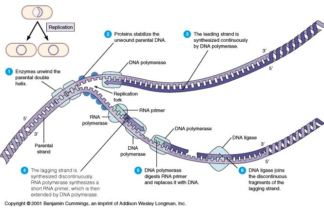 BACTERIAL GENETICS Bacterial genetics is the study of gene structure and function in bacteria.
