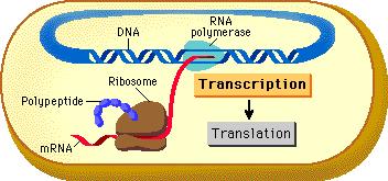 Transcription in bacteria how does it happen Transcription is the process by which genetic information from DNA is transferred into RNA.