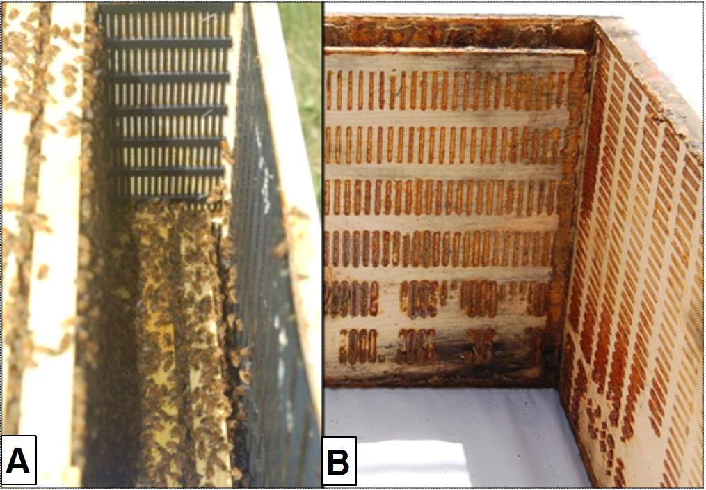 Figures Figure 1. Propolis envelope treatment box. A) Propolis traps stapled to inside walls of a hive to encourage bees to construct a propolis envelope.