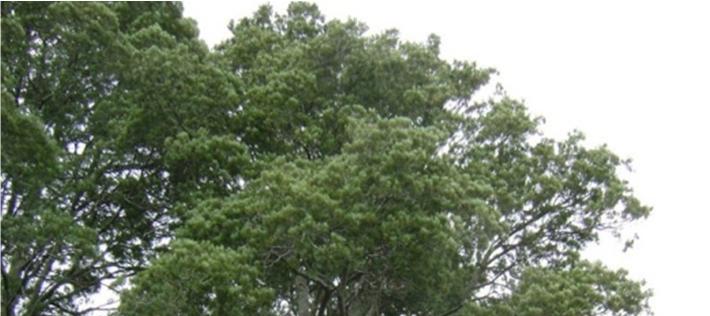 19 Notable Trees 19.1 Introduction Trees can make a valuable contribution to the amenity of the Kaipara District.