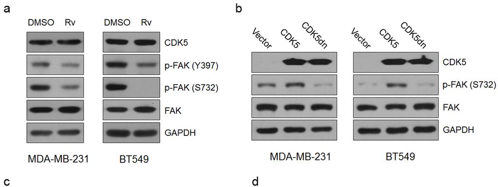 Figure S4. The kinase activity of CDK5 was essential for its function via phosphorylation of FAK at Ser-732 and affected F-actin remodeling.