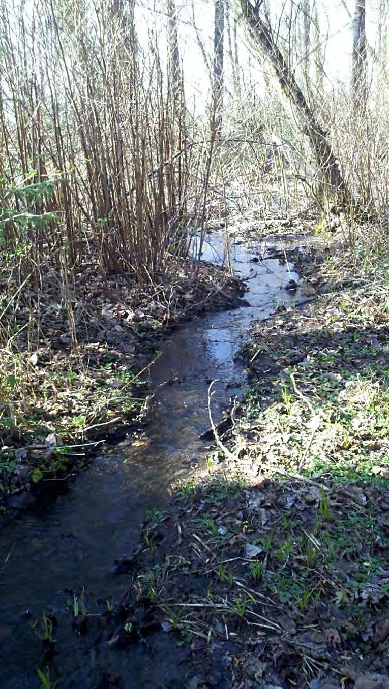 Massey Creek looking downstream where it forms a single, shallow channel with