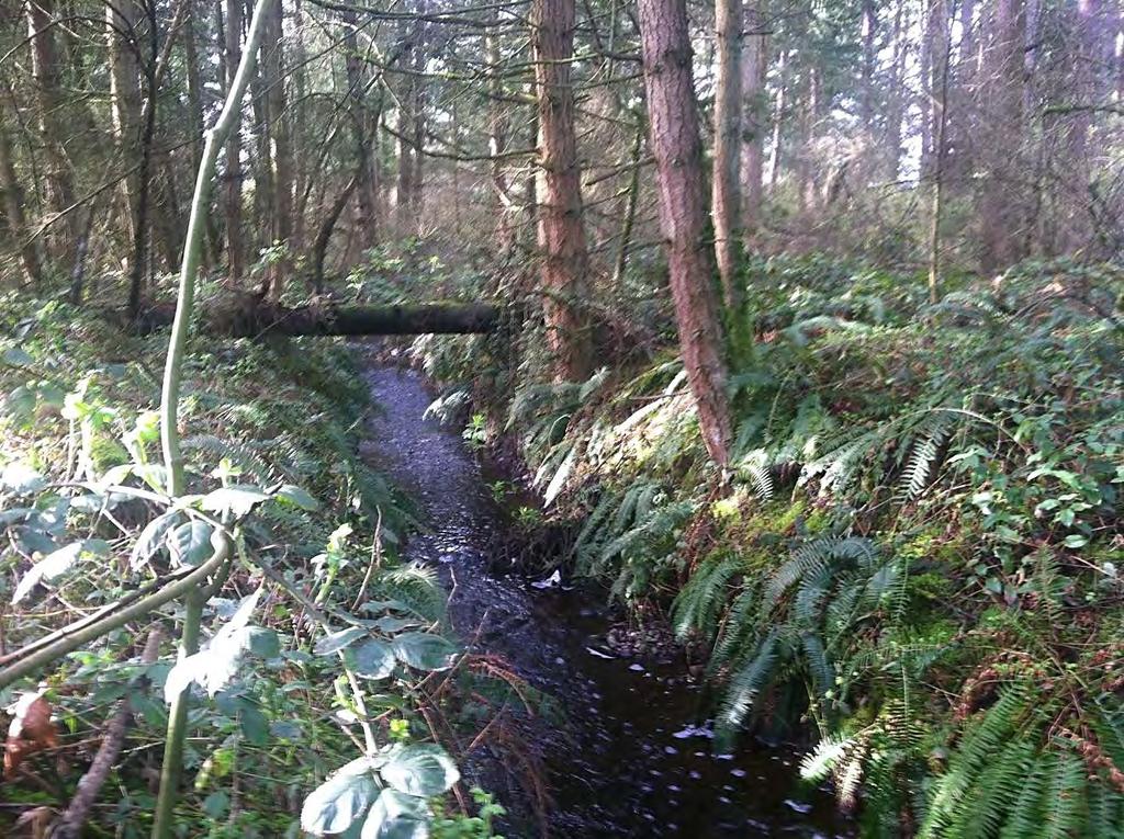 Bingaman Creek reach north of S 288th Street through forested area