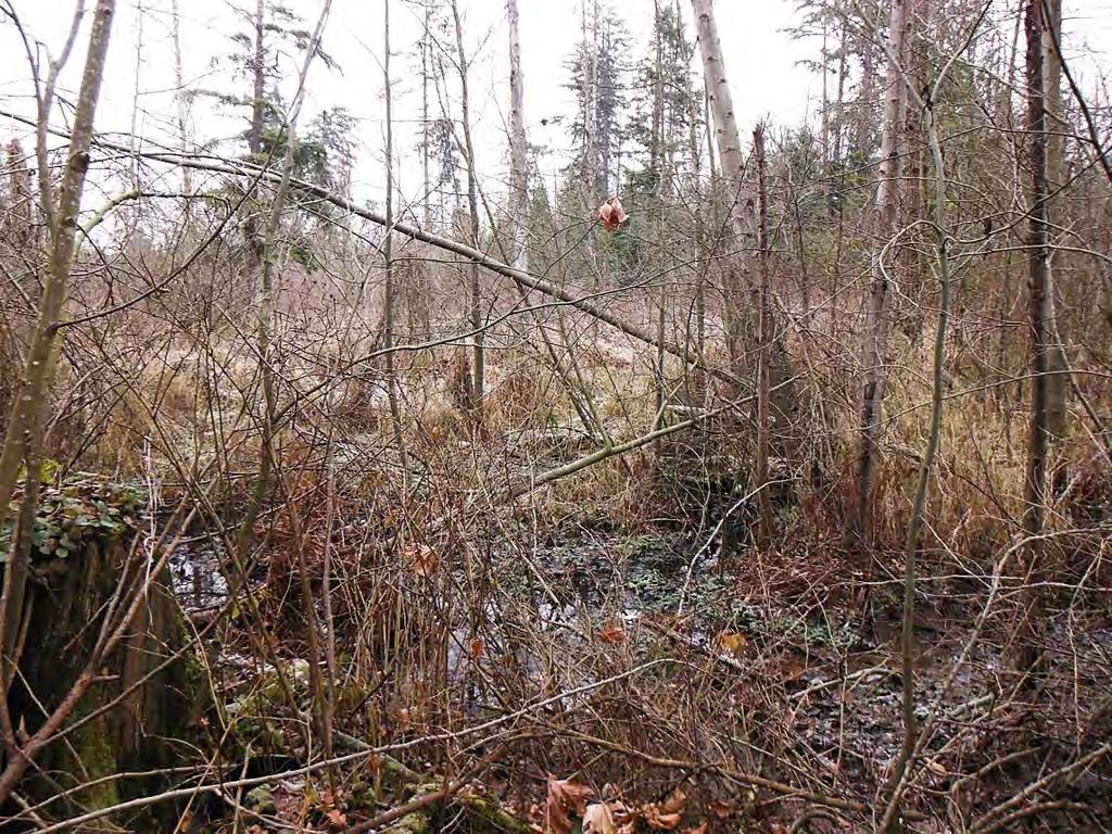 Wetland 12-1: representative conditions in south portion of McSorley Creek wetland outside of FWLE alternatives.