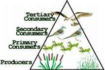Consumer Terminology A consumer that eats another consumer that already ate a consumer is